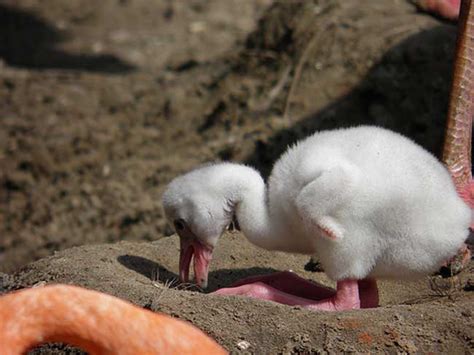 Photos Worlds Cutest Baby Wild Animals Live Science