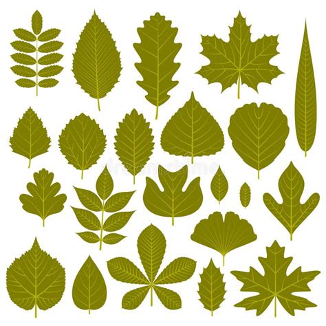 Green Leaves Of Trees And Shrubs With Names Stock Image Image Of