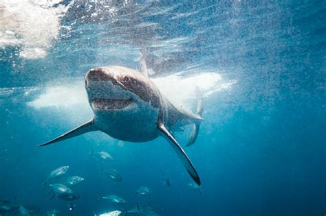 Smiling Great White Shark Looking Happy Stock Photo Download Image