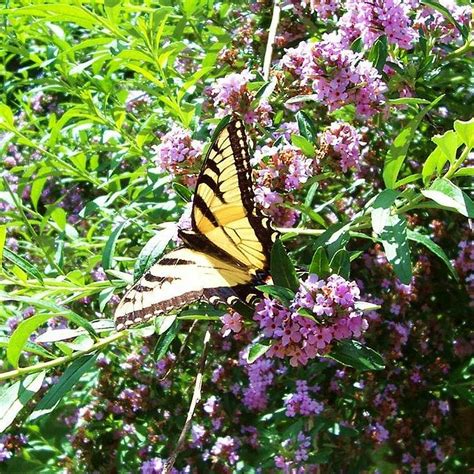 Butterfly Bush Tiger Swallowtail Butterfly Papilio Glau Flickr