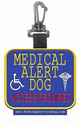 Medical Alert Dog Collar Pictures