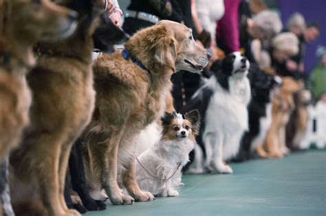 Facts About The Westminster Dog Show Readers Digest