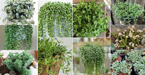 In the winter, the plants prefer a cooler period. Pin on Cactus & Succulents