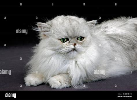 Silver Chinchilla Persian Domestic Cat With Green Eyes Adult Laying On