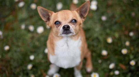 Chihuahua Dog Breed Information Facts Pictures Traits And More Brown