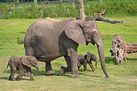 Cuteness Alert Lowry Park Zoos New Baby African Elephant Wusf News