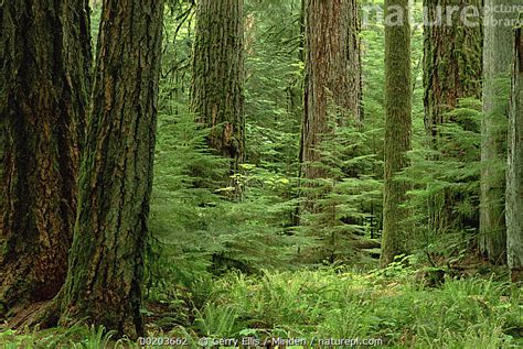 Stock Photo Of Douglas Fir Pseudotsuga Menziesii Old Growth Forest