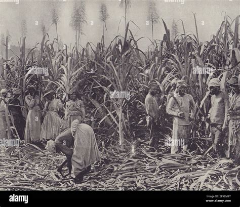 Sugar Cane Harvesters Jamaica Stoddard 1895 Old Antique Print Picture