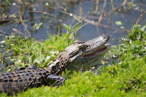 American Alligator In Florida Wetland Stock Photo Image Of Swamp