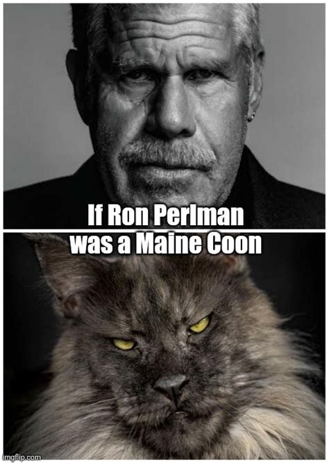 Cats Maine Coon Memes And S Imgflip