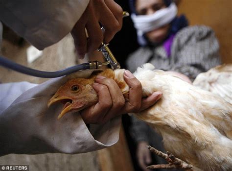 Bird Flu Strain H5n1 Kills Teenager In Egypt Daily Mail Online