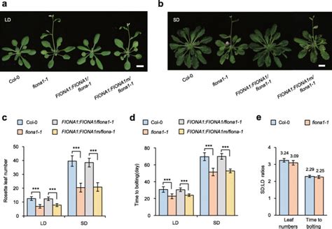 Fiona1 Is An Rna N6 Methyladenosine Methyltransferase Affecting