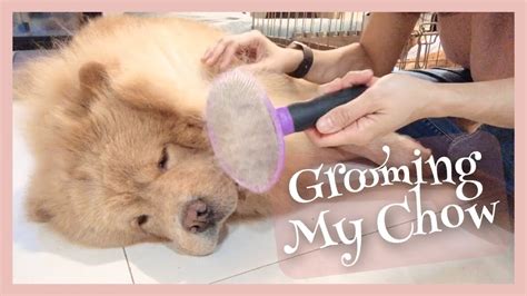 How I Groom My Chow Chow At Home Grooming My Chow Chow Youtube