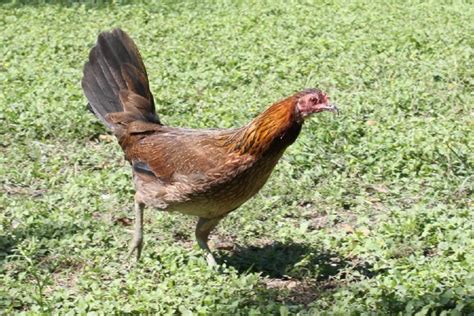 Looking for a good deal on game hen? Breed Savers: Standard Old English Game Fowl