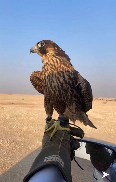 طيور شاهين-12730390|مزاد قطر