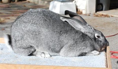 Flemish Giant Rabbit Facts Temperament Care Pictures