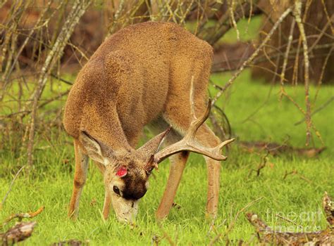 Mule Deer Feeding With One Antler Photograph By Max Allen Fine Art