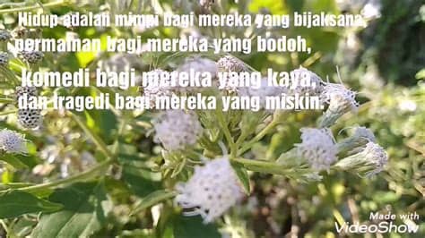 Dalam menjalani hidup, kita membutuhkan kata kata motivasi lucu untuk menyegarkan hidup. Video untuk buat status WhatsApp video kata-kata - YouTube