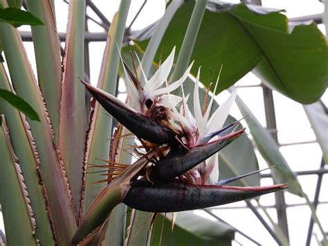 瑠璃極楽鳥花（ルリゴクラクチョウカ） 新・四季の花