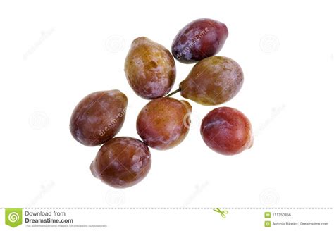 Sugar Plums Fruit Stock Photo Image Of Purple Plums