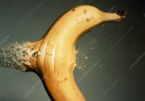 High Speed Photo Of Bullet Hitting Banana Stock Image H6300089
