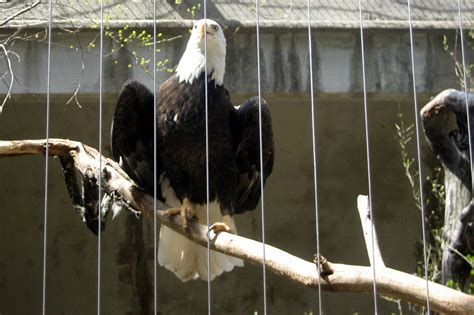 Nyc Bronx Bronx Zoo Birds Of Prey American Bald Eagle A Photo