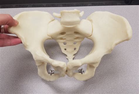 Female Pelvis Region Anatomical Models Laupus Library Research