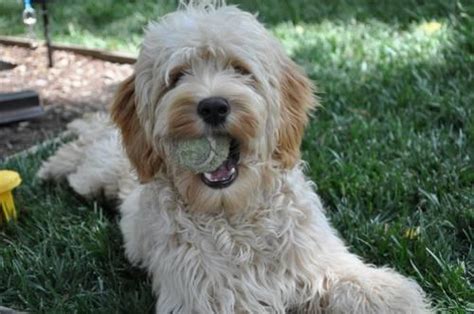 Labradoodles of long island has many wonderful labradoodles that are up for adoption. Two 3yr old multi-gen male Labradoodles for Adoption for ...