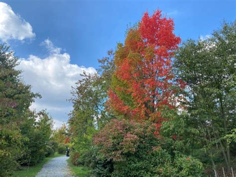 Forstbotanischer garten tharandt auf bäume spezialisierter botanischer garten mit mehr als 200jähriger tradition. Indian Summer in Tharandt! - Forstbotanischer Garten Tharandt