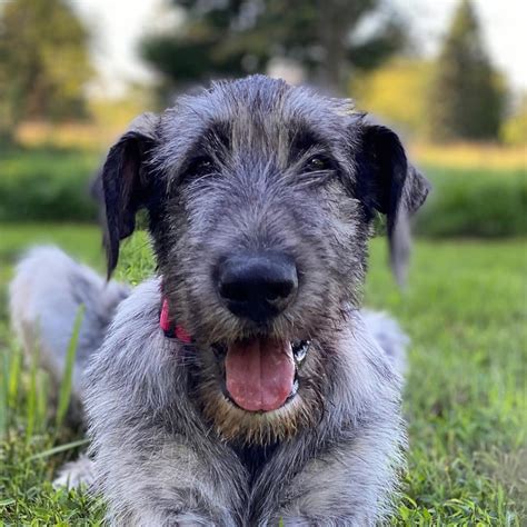 Top 10 Incredible Facts About The Irish Wolfhound You Never Knew