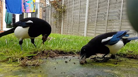 Magpies Digging Up My Lawn Lol Youtube