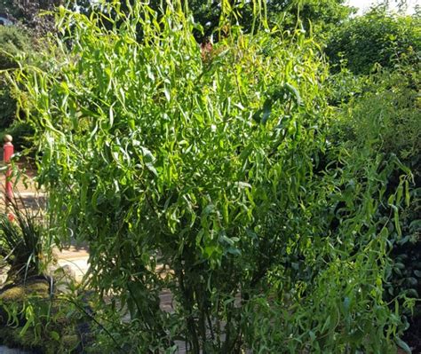 salix matsudana tortuosa farmyard nurseries