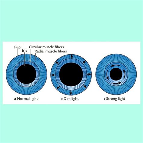 Mydriasis And Miosis Circular And Radial Muscles Of Eye Optometría