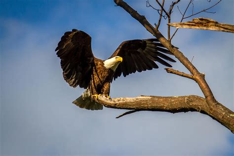 Spreading His Wings Photograph By Eleanor Abramson Fine Art America