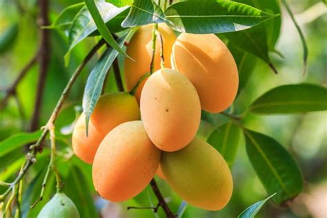 The Heaven Of Tropical Fruits In Myanmar Indochina Voyages