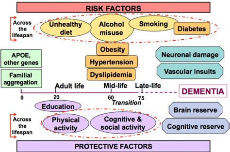Risk Factors For Dementia And Alzheimer S Disease Across The Lifespan