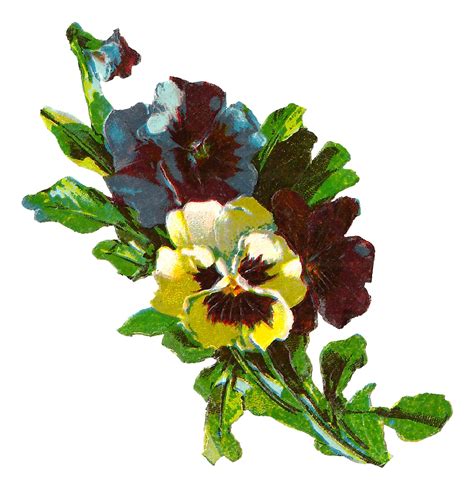 Antique Images Pansy Flower Artwork Image Illustration Botanical Art