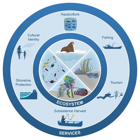 Marine Ecosystem Diagram
