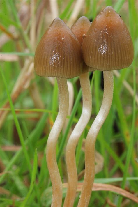 Most or nearly all species contain the psychedelic compounds psilocybin. Psilocybe semilanceata - Wikipedia