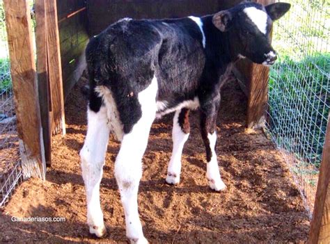 Manejo Del Ternero ReciÉn Nacido Ganaderia Sos Solución Integral