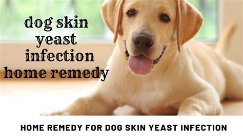 How To Treat A Dog With Yeasty Skin