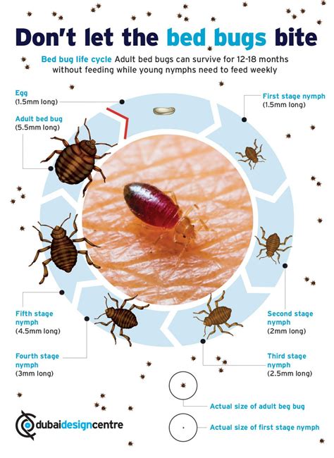 Bed Bug Life Cycle In Days Out Of This World Blogs Ajax