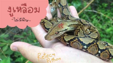 งูเหลือม Reticulated Python Youtube