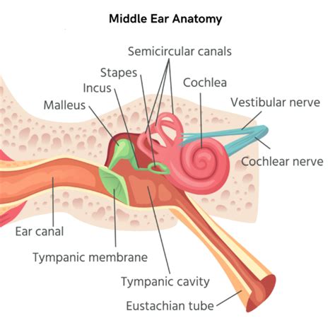 The Anatomy Of The Middle Ear Audiocardio Sound Therapy