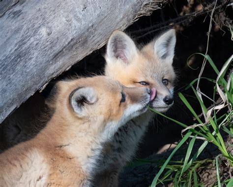 Red Fox Kits Sibling Greeting Lac Ste Anne County Alber Flora