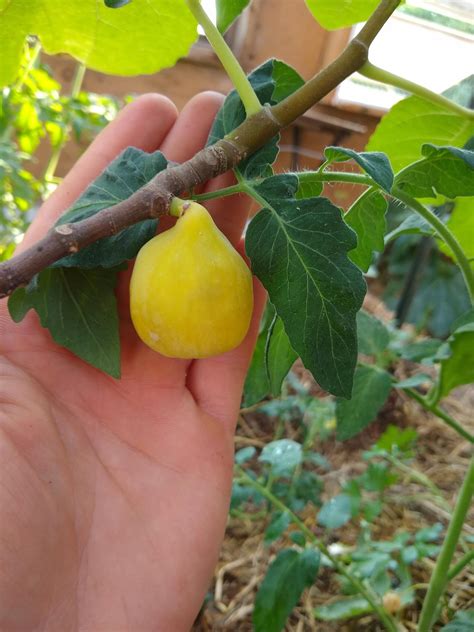 Yellow Fig On A Hardy Chicago