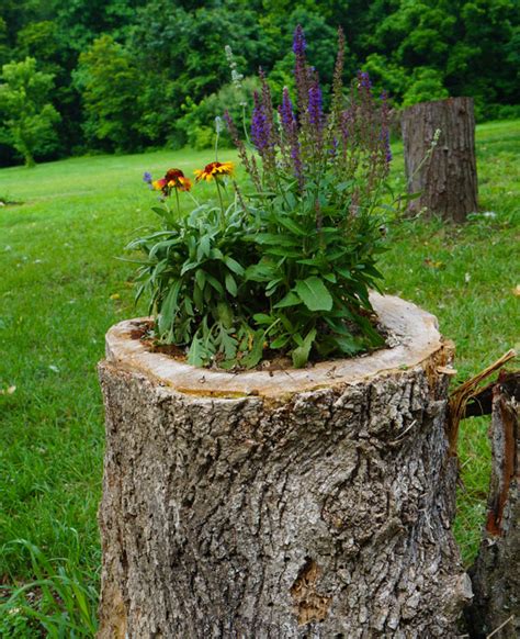 14 Interesting Ideas How To Decorate Your Garden With Tree Stumps