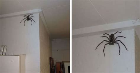 Woman Has Shared Her Home With This Giant Spider For More Than A Year
