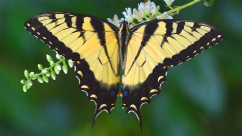 Eastern Tiger Swallowtail Butterfly Eating Nectar In Flowers Male