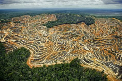 Photos 50 Stunning Photos Of Earth Palm Oil Borneo Rainforest